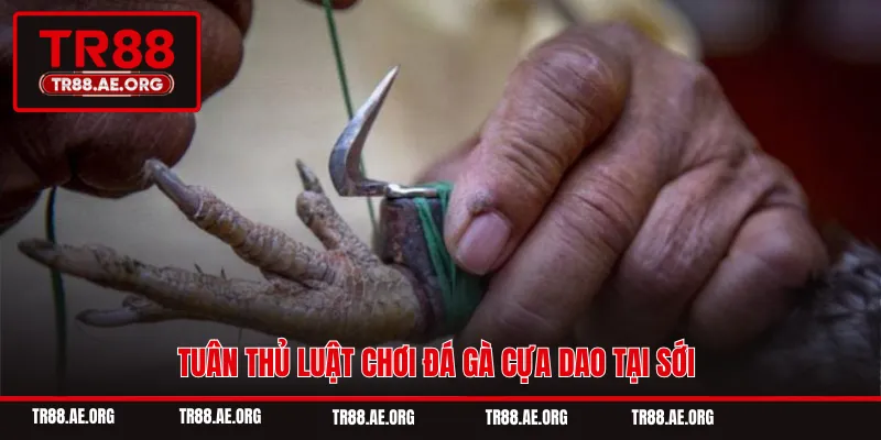 Tuân thủ luật chơi đá gà cựa dao tại sới